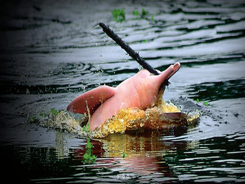 Heliconia Amazon River Lodge Francisco de Orellana Bagian luar foto