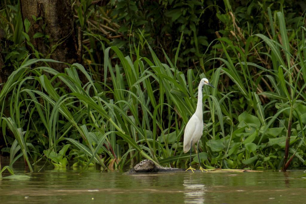 Heliconia Amazon River Lodge Francisco de Orellana Bagian luar foto