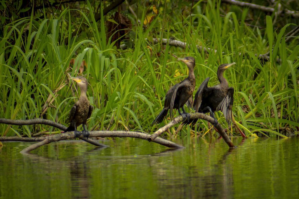 Heliconia Amazon River Lodge Francisco de Orellana Bagian luar foto
